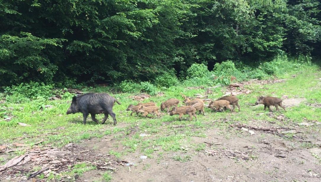 Willa Les Pimprenelles Beauraing Zewnętrze zdjęcie